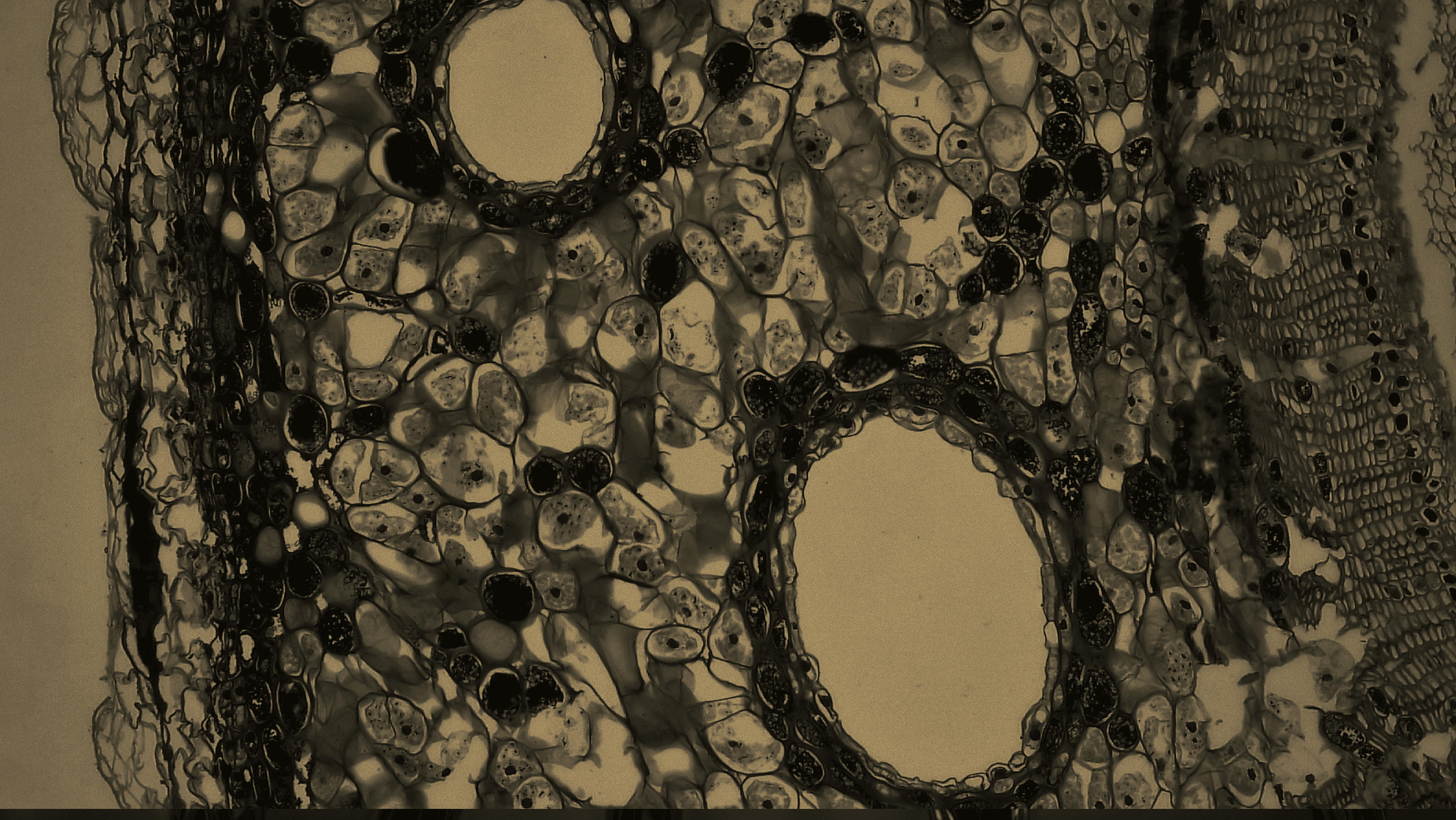 Golden microscopic cellular forms suggesting cellular reprogramming, tissue structure, and biological recalibration