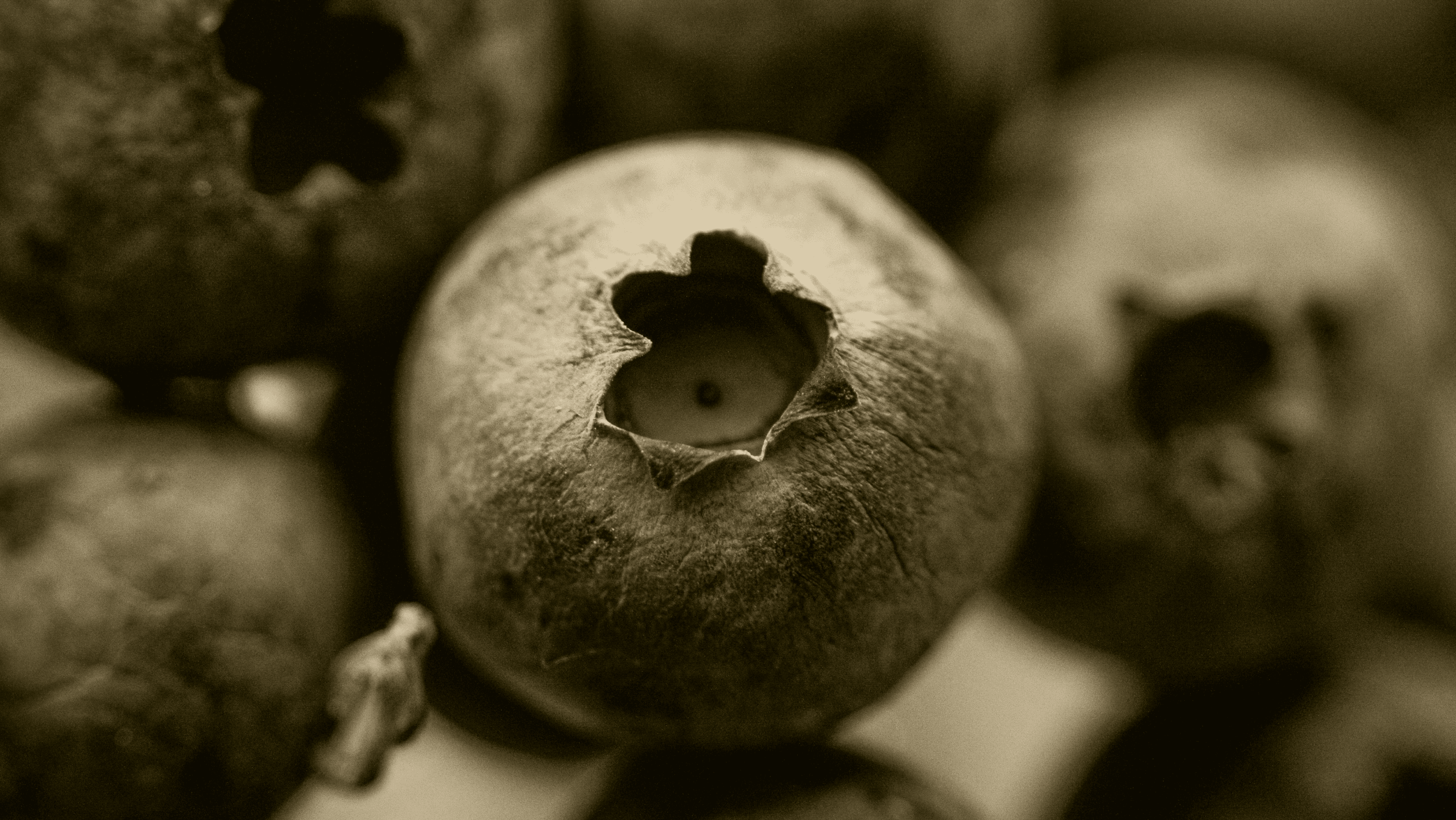 Sepia-toned close-up of blueberries, evoking polyphenols, food quality, and nutrition as biological signal